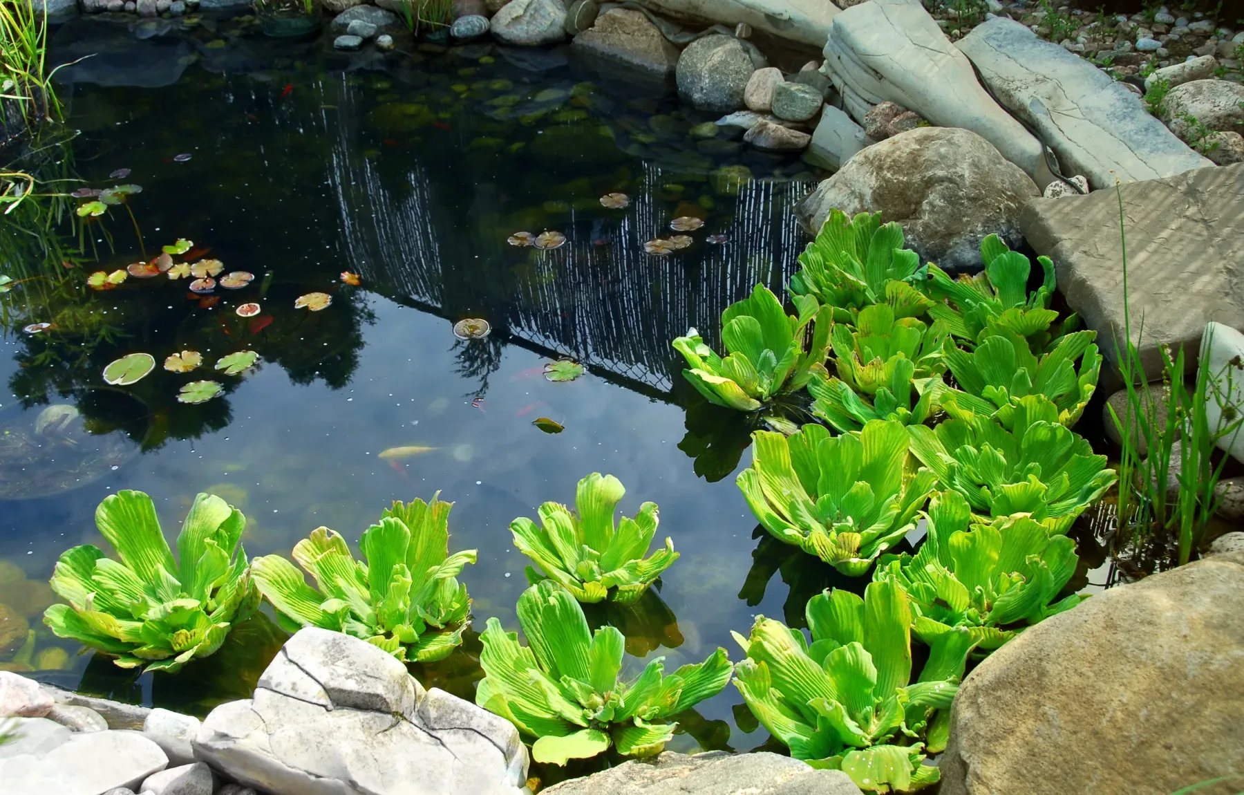 A professionally designed backyard pond featuring lush green aquatic plants and water lilies surrounded by decorative stone l